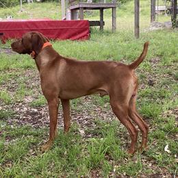 Zoom - Vizsla