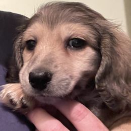 Dachshund Puppies from Little Kisses Doxies