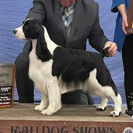 Cody - English Springer Spaniel