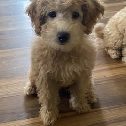 Maltipoo Puppies from Third Coast Maltipoos