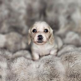 Cream Piebald - Piebald female Dachshund puppy in Rancho Cucamonga, California from Pretty Little Dachshunds