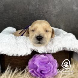 Winnie - Cream female Goldendoodle puppy in Utah County, Utah from Big Hearted Breeders