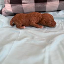 Baby blue - Red  female Poodle puppy in Meyersdale, Pennsylvania from Annie’s Toy Poodles
