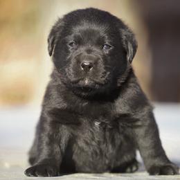 Cinnamon - Black female Labrador Retriever puppy in Ridgecrest, California from Black Mountain Service Dogs