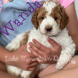 Australian Labradoodle, Double Doodle, Goldendoodle, and Labradoodle Puppies from Lake Mountain Doodle
