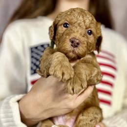 Boy 1 - Red  male Goldendoodle puppy in Frederick, Maryland from Loving Doodles