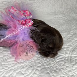 Shih Tzu Puppies from Shurbeez Shih Tzu
