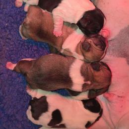 1st pick male - Brindle and white male French Bulldog puppy in Twin Falls, Idaho from Whispering White Pines Labradors