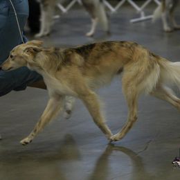 Borzoi and Silken Windhound All Grown Up from Avalon