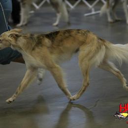 Borzoi and Silken Windhound All Grown Up from Avalon