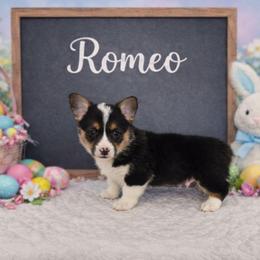 Romeo - Black and tan male Pembroke Welsh Corgi puppy in Briggsdale, Colorado from Lovebird Corgis