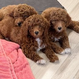 Goldendoodle Puppies from Labradoodleday