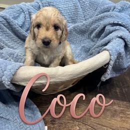 Coco - Cream female Goldendoodle puppy in Rochester, Massachusetts from Petal Perfect Puppies