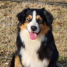 Miniature Australian Shepherds from Mountain Top Shepherd's