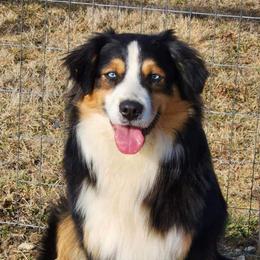 Miniature Australian Shepherds from Mountain Top Shepherd's