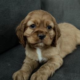 Cocker Spaniel Puppies from A&J Kennel