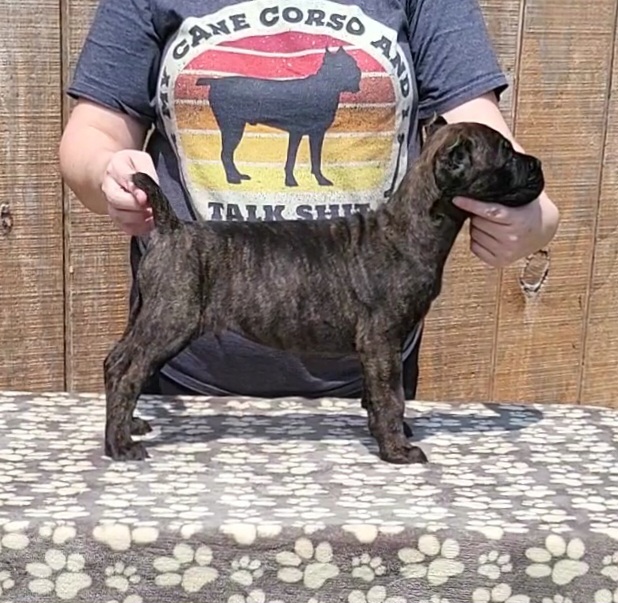 SHIELD - ORANGE - Black brindle Cane Corso puppy in Kimball, Michigan from Sicario Cane Corso