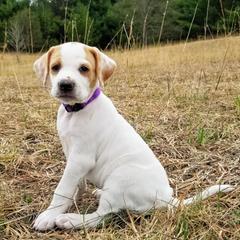Pointer and Weimaraner Puppies from Silvershot Weimaraners and Pointers