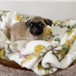 Rosie - Fawn female Pug puppy in Shady Hills, Florida from Premium Pugs