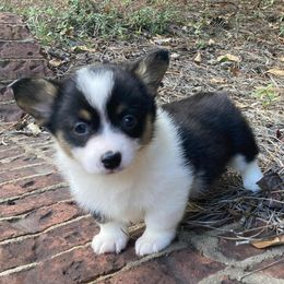 Dixie - Black and tan female American Corgi puppy in Leighton, Alabama from Bar P Livestock Corgis