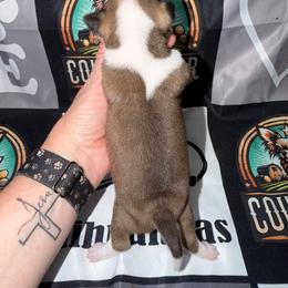 Alvin - Black sabled fawn male Chihuahua puppy in Palmyra, Indiana from Country Star Chihuahuas