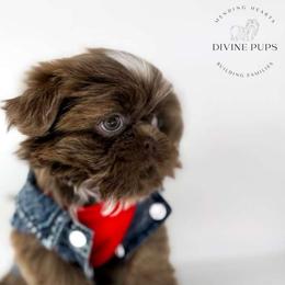 Uno - Lilac male Shih Tzu puppy in League City, Texas from Divine Pups