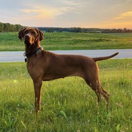 Vizslas from Royal Vizslas