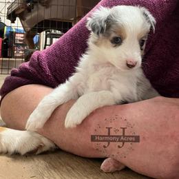 Lil' Darlin' - Blue merle female Miniature Australian Shepherd puppy in Mt Juliet, Tennessee from J&J Harmony Acres