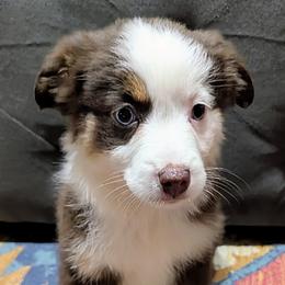 Warner - Red tri female Miniature Australian Shepherd puppy in Frankfort, Indiana from Haleys Farm