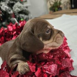Reeses - Chocolate and cream male Dachshund puppy in Price, Utah from Stone Kennels