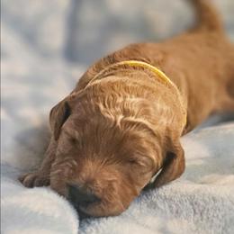 CUPCAKE - Apricot female Goldendoodle puppy in Harris County, Texas from Cute & Curly Doodles