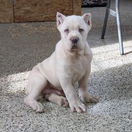 Orange - Fawn male Cane Corso puppy in Schell City, Missouri from Schell Osage Cane Corsos
