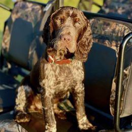 Copper - English Springer Spaniel