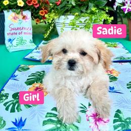 Sadie - Apricot female Poodle puppy in Joplin, Missouri from 4 States Mini Dachshunds & Mini Poodles