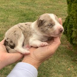 Billy - Red merle male Border Collie puppy in Chattanooga, Tennessee from Ross Vegas Kennels