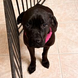 Ziva - Cane Corso