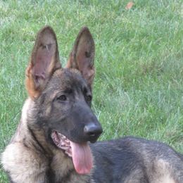 German Shepherds from Chagre's Shepherds