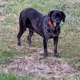 Amber - Catahoula Leopard Dog