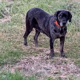 Amber - Catahoula Leopard Dog
