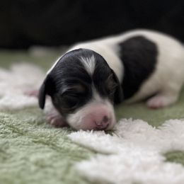 Oreo - Piebald Dachshund puppy in Moore, South Carolina from Tippy Toes Dachshunds