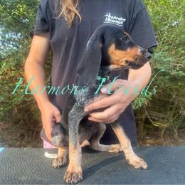 Ruger - Blue ticked and tan male Bluetick Coonhound puppy in Mount Pleasant, Texas from Harmons Hounds