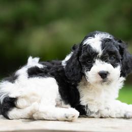 Oliver - Black and white male Cockapoo puppy in Seattle, Washington from Sweet Home Doodles