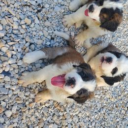 Saint Bernard Puppies from Dementhon Saint Bernards