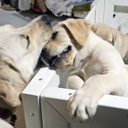 Labrador Retriever Puppies from Gabriel Ben-Yosef