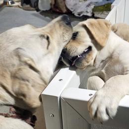 Labrador Retriever Puppies from Gabriel Ben-Yosef