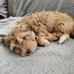 Havapoo Puppies from Derbyville Havapoos