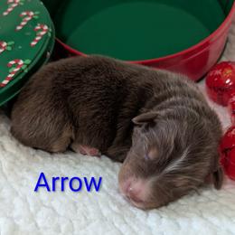 Arrow - Red tri-color male Australian Shepherd puppy in Parker, Colorado from Legacy Ranch Australian Shepherds