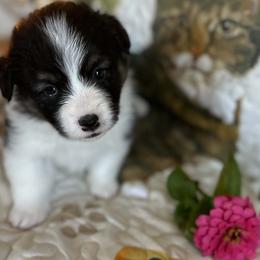 Pecan (Rhee) - Black and tan female Pembroke Welsh Corgi puppy in Lima, New York from Hickory Springs Corgis