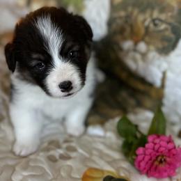 Pecan (Rhee) - Black and tan female Pembroke Welsh Corgi puppy in Lima, New York from Hickory Springs Corgis