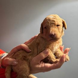 Apricot boy - male Golden Mountain Doodle puppy in Blue Springs, Missouri from Jeanie’s Doodles